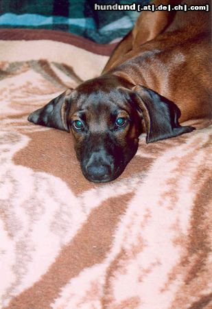 Bayerischer Gebirgsschweisshund Hunde Foto 16217 in höherer Auflösung ansehen Bayerischer Gebirgsschweisshund RAKIJA z Klanu Posokowcow