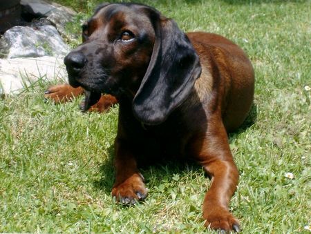 Bayerischer Gebirgsschweisshund Hunde Foto 39541 in höherer Auflösung ansehen Bayerischer Gebirgsschweisshund Sissi