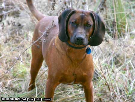 Bayerischer Gebirgsschweisshund Hunde Foto 8909 Bayerischer Gebirgsschweisshund Timmy, 11 Monate alt