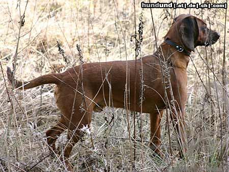 Bayerischer Gebirgsschweisshund Hunde Foto 8943 Bayerischer Gebirgsschweisshund Timmy, 11 Monate alt