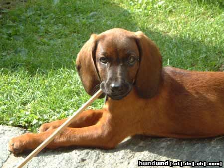 Bayerischer Gebirgsschweisshund Hunde Foto 8944 Bayerischer Gebirgsschweisshund Timmy, 11 Wochen alt