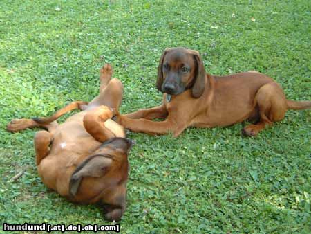 Bayerischer Gebirgsschweisshund Hunde Foto 8945 Bayerischer Gebirgsschweisshund Timmy (rechts) mit seiner Schwester, 13 Wochen alt