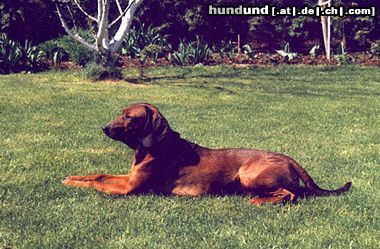 Bayerischer Gebirgsschweisshund Hunde Foto 12682 Bayerischer Gebirgsschweisshund Wastl, 2-jährig