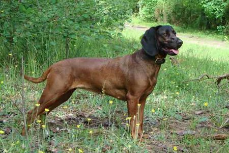 Bayerischer Gebirgsschweisshund Hunde Foto 43215 in höherer Auflösung ansehen Bayerischer Gebirgsschweisshund Interchampion, ChPl, LT, CZ, World Junior Winner, der Nutzhund