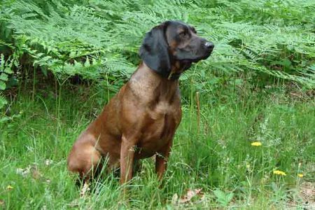 Bayerischer Gebirgsschweisshund Hunde Foto 43216 in höherer Auflösung ansehen Bayerischer Gebirgsschweisshund Interchampion, ChPl, LT, CZ, World Junior Winner, der Nutzhund