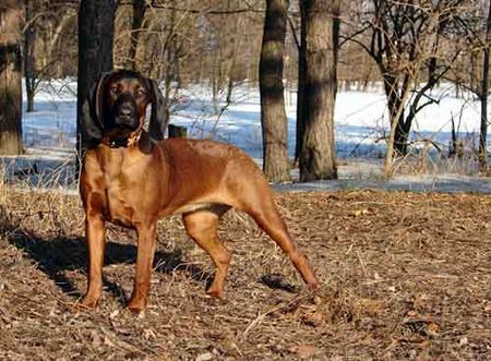 Bayerischer Gebirgsschweisshund Hunde Foto 33458 in höherer Auflösung ansehen Bayerischer Gebirgsschweisshund AMBROSIA Cervarius