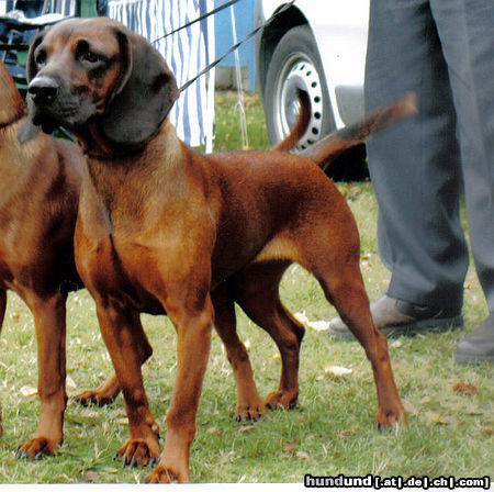 Bayerischer Gebirgsschweisshund Neuer Wurf von BGS wird angesagt.    Die Welpen kann man schon bestellen.  