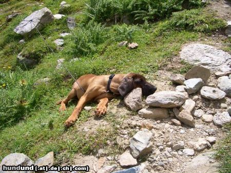 Bayerischer Gebirgsschweisshund Hunde Foto 25118 in höherer Auflösung ansehen Bayerischer Gebirgsschweisshund Asira v. d. Fuchsmühle