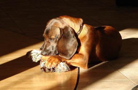 Bayerischer Gebirgsschweisshund Hunde Foto 28187 in höherer Auflösung ansehen Bayerischer Gebirgsschweisshund Le Bleu Cardinalis FCI