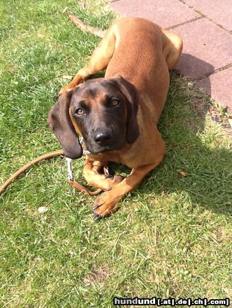 Bayerischer Gebirgsschweisshund Hunde Foto 46956 Bayerischer Gebirgsschweisshund EMMA 11 Monate alt