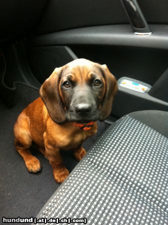 Bayerischer Gebirgsschweisshund Hunde Foto 46668 in höherer Auflösung ansehen Bayerischer Gebirgsschweisshund Emma 10 Wochen alt !!