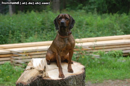 Bayerischer Gebirgsschweisshund Alma 