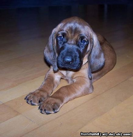 Bayerischer Gebirgsschweisshund Hunde Foto 23341 in höherer Auflösung ansehen Bayerischer Gebirgsschweisshund