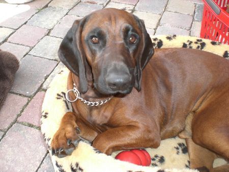 Bayerischer Gebirgsschweisshund Hunde Foto 39390 Bayerischer Gebirgsschweisshund Feldmann