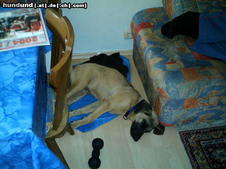 Bayerischer Gebirgsschweisshund Hunde Foto 24687 in höherer Auflösung ansehen Bayerischer Gebirgsschweisshund unser baby am tag der ankunft bei uns