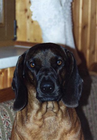 Bayerischer Gebirgsschweisshund Wicky vom Wildsbacher Hof ( Anni )