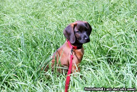 Bayerischer Gebirgsschweisshund Hunde Foto 19896 in höherer Auflösung ansehen Bayerischer Gebirgsschweisshund das ist meine kleine süße gianna