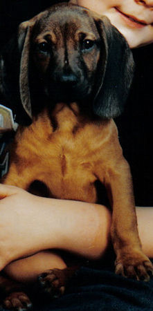 Bayerischer Gebirgsschweisshund Hunde Foto 27503 in höherer Auflösung ansehen Bayerischer Gebirgsschweisshund Felix als Baby