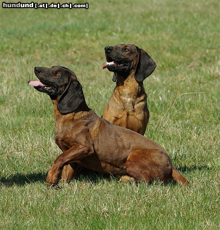 Bayerischer Gebirgsschweisshund Dukat & Denar Le Bleu Cardinalis