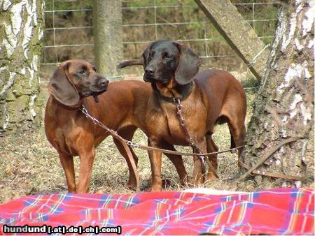 Bayerischer Gebirgsschweisshund Hunde Foto 12980 Bayerischer Gebirgsschweisshund GINA Herbu Czarna Maska & PUZEL z Krainy Przodkow