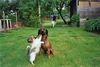 Bayerischer Gebirgsschweisshund Foto: Boris (ID 15523) Bayerischer Gebirgsschweisshund Hund