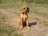Bayerischer Gebirgsschweisshund Foto: Unsere kleine Tessa (hier mit 10 Wochen) wirbelt unser Leben ganz schön durcheinander, auch wenn man das auf diesem Photo nicht erkennen kann! (ID 5554) Bayerischer Gebirgsschweisshund Hund