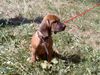 Bayerischer Gebirgsschweisshund Foto: BGS Welpe mit 4 Monaten (ID 6418) Bayerischer Gebirgsschweisshund Hund