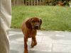 Bayerischer Gebirgsschweisshund Foto: ich komme (ID 6459) Bayerischer Gebirgsschweisshund Hund