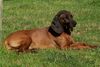 Bayerischer Gebirgsschweisshund Foto: Alga (ID 18007) Bayerischer Gebirgsschweisshund Hund