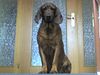 Bayerischer Gebirgsschweisshund Foto: Alles easy hier oben! (ID 31781) Bayerischer Gebirgsschweisshund Hund