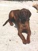 Bayerischer Gebirgsschweisshund Foto: Benji 8 Monate alt (ID 6686) Bayerischer Gebirgsschweisshund Hund