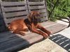 Bayerischer Gebirgsschweisshund Foto: Benji mit 4Monaten - Die Schaukel gehört schon ihm alleine (ID 6691) Bayerischer Gebirgsschweisshund Hund