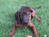 Bayerischer Gebirgsschweisshund Foto: Ich hab keinen Hut auf, sieht aber toll aus nicht wahr? (ID 6692) Bayerischer Gebirgsschweisshund Hund