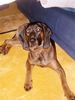 Bayerischer Gebirgsschweisshund Foto: Astor (8 Monate) (ID 7237) Bayerischer Gebirgsschweisshund Hund