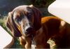 Bayerischer Gebirgsschweisshund Foto: Bonzo mit 6 Monaten genießt die Sonne (ID 10500) Bayerischer Gebirgsschweisshund Hund