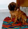 Bayerischer Gebirgsschweisshund Foto: Bonzo mit 3 Monaten (ID 10499) Bayerischer Gebirgsschweisshund Hund