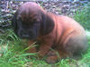 Bayerischer Gebirgsschweisshund Foto: BGS Welpe (ID 24724) Bayerischer Gebirgsschweisshund Hund
