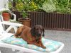 Bayerischer Gebirgsschweisshund Foto: Unser Charly (ID 21453) Bayerischer Gebirgsschweisshund Hund