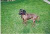 Bayerischer Gebirgsschweisshund Foto: Unser Charly (ID 21216) Bayerischer Gebirgsschweisshund Hund