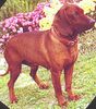 Bayerischer Gebirgsschweisshund Foto: Chino und die Blumen (ID 9122) Bayerischer Gebirgsschweisshund Hund