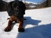 Bayerischer Gebirgsschweisshund Foto: das ist meine kleine süße gianna (ID 19897) Bayerischer Gebirgsschweisshund Hund