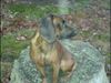 Bayerischer Gebirgsschweisshund Foto: Bele (ID 38552) Bayerischer Gebirgsschweisshund Hund