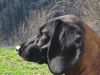 Bayerischer Gebirgsschweisshund Foto: die stolze gianna (ID 20924) Bayerischer Gebirgsschweisshund Hund
