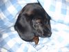 Bayerischer Gebirgsschweisshund Foto: die schlafbetrunkene gianna (ID 21600) Bayerischer Gebirgsschweisshund Hund