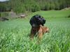 Bayerischer Gebirgsschweisshund Foto: Gianna jetzt mit 10 Monaten (ID 21174) Bayerischer Gebirgsschweisshund Hund