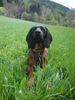 Bayerischer Gebirgsschweisshund Foto: Gianna jetzt mit 10 Monaten (ID 21173) Bayerischer Gebirgsschweisshund Hund