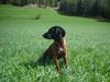 Bayerischer Gebirgsschweisshund Foto: Gianna jetzt mit 10 Monaten (ID 21175) Bayerischer Gebirgsschweisshund Hund