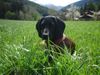 Bayerischer Gebirgsschweisshund Foto: Gianna jetzt mit 10 Monaten (ID 21172) Bayerischer Gebirgsschweisshund Hund