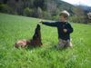 Bayerischer Gebirgsschweisshund Foto: Gianna jetzt mit 10 Monaten (ID 21176) Bayerischer Gebirgsschweisshund Hund
