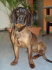 Bayerischer Gebirgsschweisshund Foto: Aiko, Rüde 12 Monate (ID 40962) Bayerischer Gebirgsschweisshund Hund